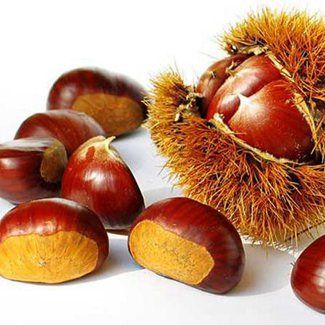 Chestnut from 칠레 supplied by PUELCHE FRESH LTDA - Organic 밤 알맹이