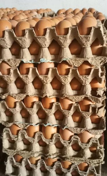 Egg from South Sudan supplied by South Farmers Company Ltd - Raw Chicken Egg