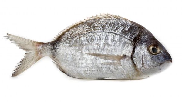 Fresh Sea Bream from 그리스 supplied by Andromeda Group - Gilt-head Bream (=Sparus aurata) 냉동 도미