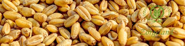 Wheat from 독일 supplied by Zorgeland GmbH - PP Bags (25kg) 소맥
