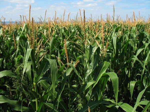 High Quality Yellow Corn from 아르헨티나 supplied by Chadileo S.R.L. - High Quality 옥수수