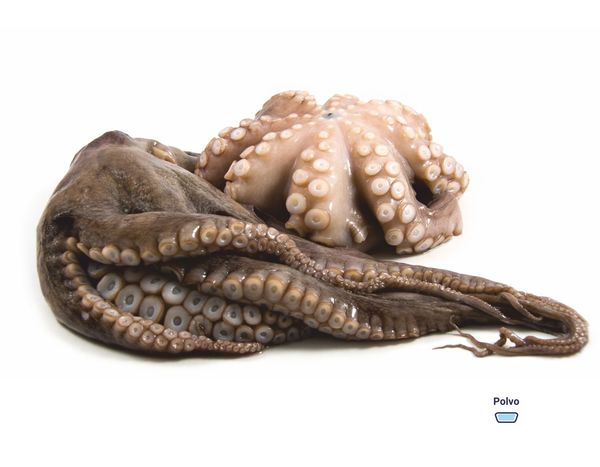 fresh octopus from Portugal supplied by Sulmaré - Empresa de Pesca Lda - Fresh (=Chilled=Raw) Frozen Octopus