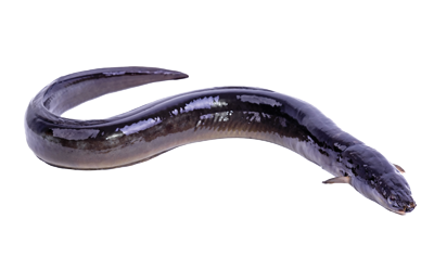 Eel from 영국 supplied by Simpson Fish - Fresh (=Chilled=Raw) 일반 붕장어