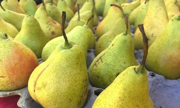 Fresh Pear from 세르비아 supplied by EVERFRESH D.O.O. - Fresh (=Chilled) 신선 배