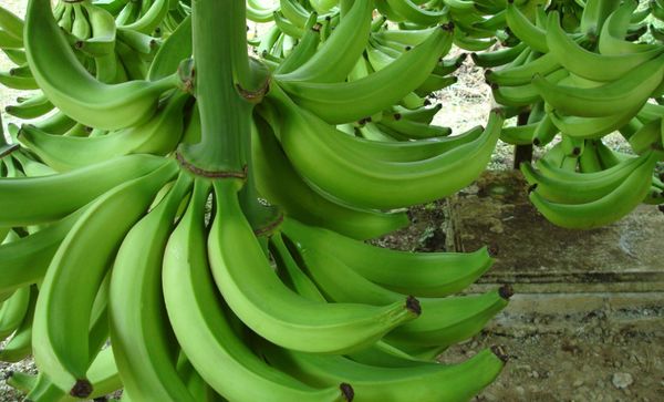 Banana from Colombia supplied by Banacol - Green Fresh Plantain