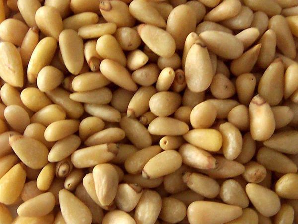 Pine Nuts from 스페인 supplied by Frutos Secos Fuster SL - Raw (=Natural) 잣