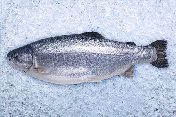 Trout from 노르웨이 supplied by HOFSETH INTERNATIONAL AS - Portion 냉동 송어