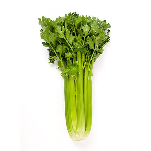 Celery from 호주 supplied by Schreurs & Sons - Green 신선 셀러리