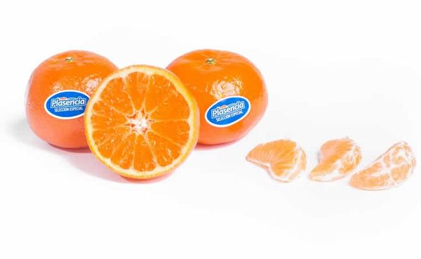 Mandarine/Tangerine from Spain supplied by Frutas Plasencia S.L. - Oronules Fresh Clementine