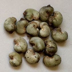 Raw Cashew Nuts from Guinea-Bissau supplied by FLORENTIA COMMODITIES - Whole Raw Cashew Nut