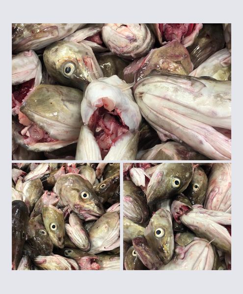 Fresh Cod from Norway supplied by BERLE FISK AS - Skin On Fresh Cod