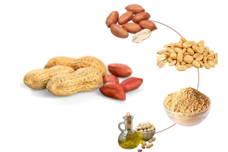 Raw Peanut from 파라과이 supplied by HYPERGRAIN SA - Red Skin 땅콩 알맹이