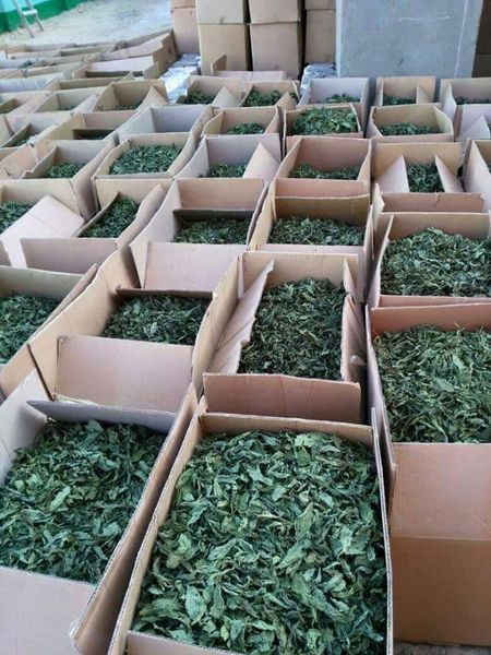 Molokhia from Egypt supplied by The Green Pharmacy - Dried - Sulphured Molokhia