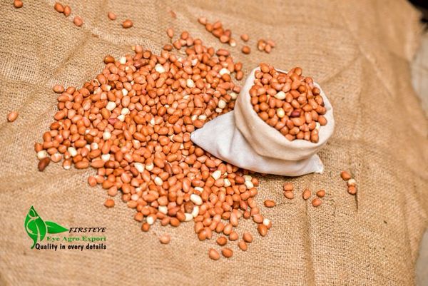 Peanuts from 수단 supplied by Firsteye Agro Export - 5 (6-9 cm) 말린 일반 콩
