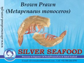Prawn from Pakistan supplied by Silver Seafood - Shell On (=Unpeeled) Frozen Common Shrimp & Prawn