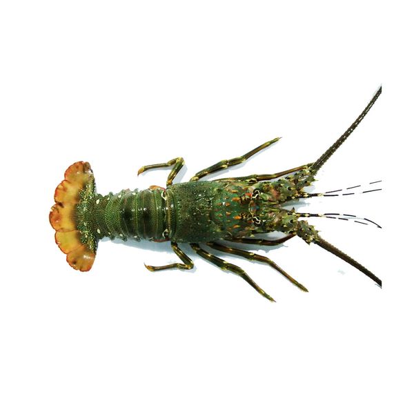 Fresh Lobster from Sri Lanka supplied by P.N. Fernando & Company (Pvt) Ltd. - Flathead Locust Lobster (=Thenus orientalis) Fresh Common Lobster