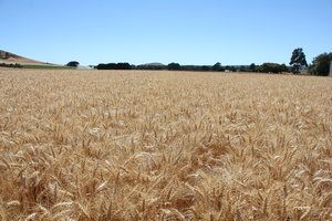 Wheat from Australia supplied by AGF Seeds - Spring Wheat Wheat