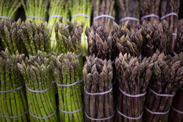 fresh asparagus from United States supplied by North Bay Produce, Inc. - Whole Fresh Asparagus
