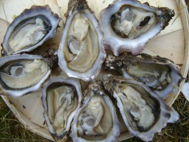 Oyster from Ireland supplied by Food Trade International Ltd - Fresh (=Chilled=Raw) Fresh Oyster