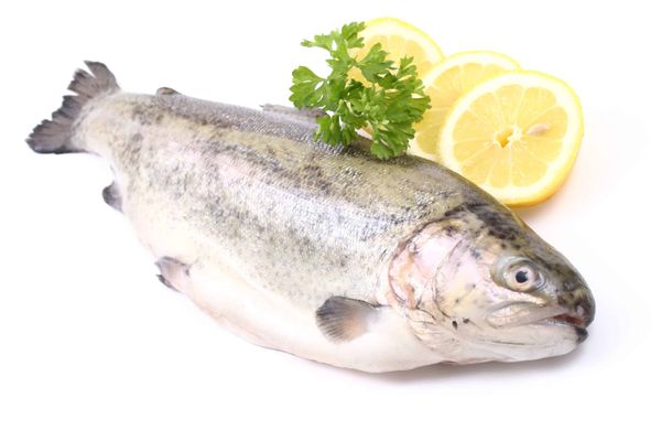 Fresh Rainbow Trout from 독일 supplied by Forellenhof Nazza - Whole (=In The Round) 냉동 송어