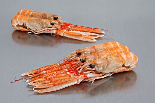 Norway lobster from 노르웨이 supplied by ICELAND SEAFOOD SL - 노르웨이 랍스터 신선 랍스터