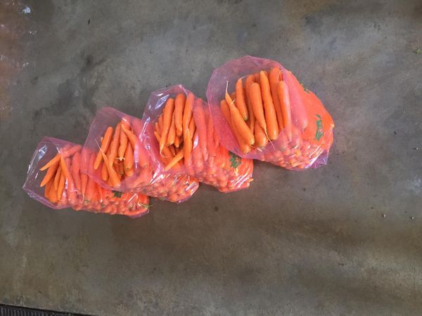 fresh carrot from 튀르키예 supplied by HATTİ TEKNOLOJİ DANIŞMANLIK SAN. VE TİC. A.Ş - Selected 신선 당근
