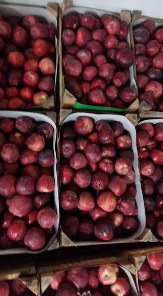 Apple from 튀르키예 supplied by Gümüş Gıda Tic. Ltd. Şti. - Red Delicious - Starking (=Stark Delicious) 신선 사과