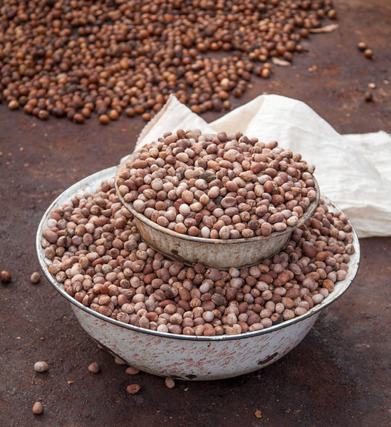 Shea Almonds from Benin supplied by Wakapou SARL - Brown Almond Kernel