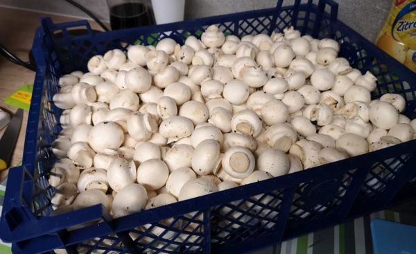 White Mushrooms from Germany supplied by Elbegarten GmbH - White Fresh White Mushroom
