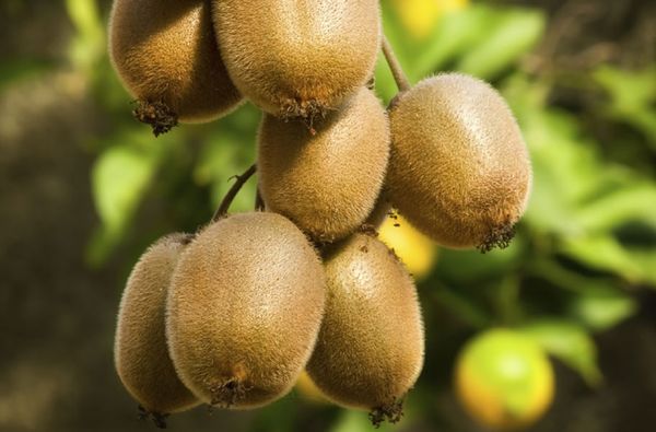 Kiwi from Italy supplied by Di Manno - Green Kiwi (=Zespri Green) Fresh Kiwifruit