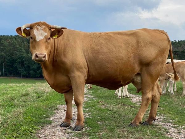 Beef from Germany supplied by Biorind Richter GbR - Whole (=Carcasses) Fresh Whole Beef