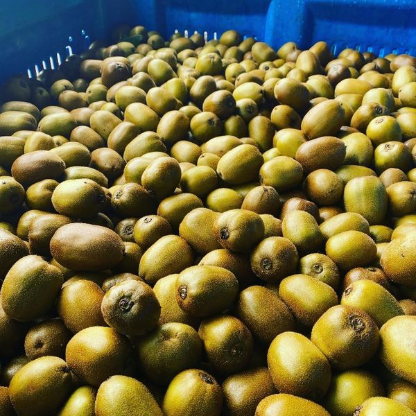 Fresh Kiwifruit from 남아프리카공화국 supplied by Kiwigold - Green 신선 키위