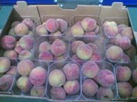 Peach from 이집트 supplied by Fruit Basket International - Whole 신선 복숭아