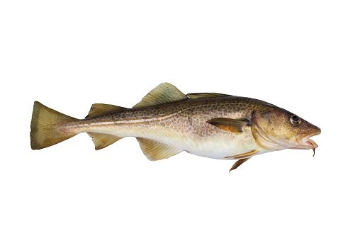 Fresh Cod from Denmark supplied by Ekko Fisk - Whole (=In The Round) Frozen Cod