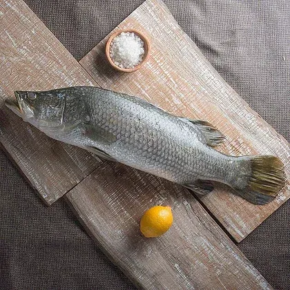 Fresh Barramundi Fish from Bangladesh supplied by Cox's Bazar Sea Foods - Barramundi Cod (=Cromileptes altivelis=Humpback Grouper) Frozen Cod