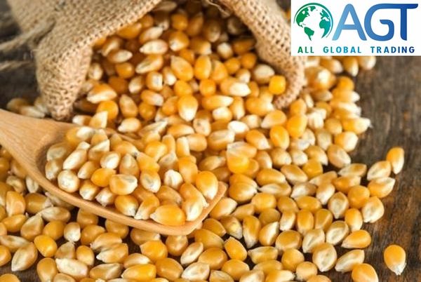 Yellow Corn / Maize - GMO/NonGMO from Brazil supplied by All Global Trading - 50 kg Maize (Corn)