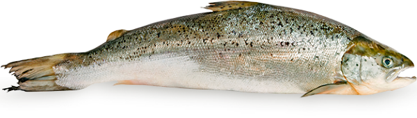 Salmon from Norway supplied by NORWAY ROYAL SALMON ASA - Trim C Salmon