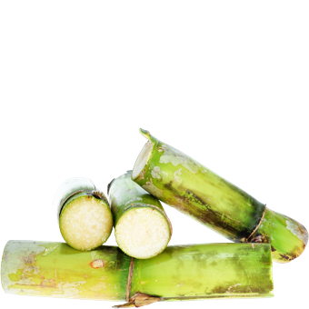 SUGAR CANE from 브라질 supplied by Usina Coruripe - Green 사탕수수