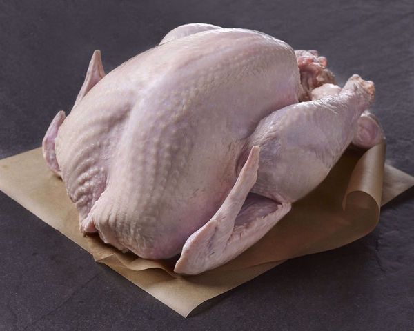 Fresh Turkey Meat from 독일 supplied by Bauernhof Oderaue GbR - Whole 칠면조고기