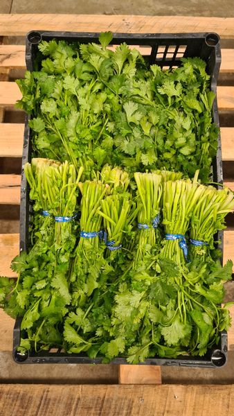 Cilantro from 멕시코 supplied by Premium Fresh Growers, LLC - Unspecified 고수