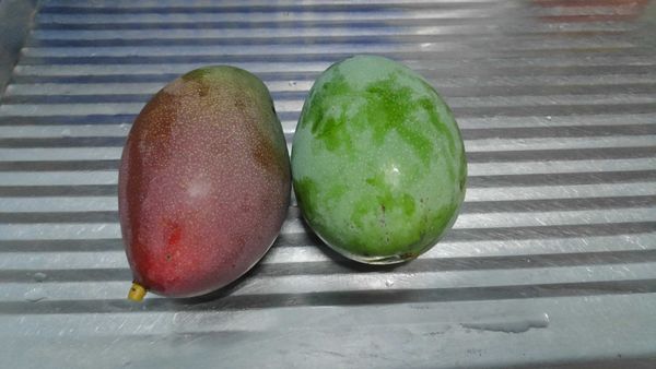 Ghanaian Mangoes from Ghana supplied by Jetstream Africa - pprsd Fresh Mango