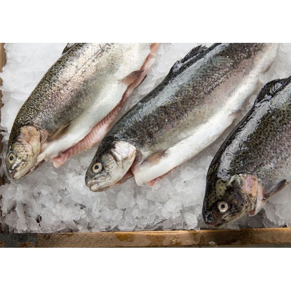 Fresh Trout from 미국 supplied by DiCarlo Seafood Company - With Bone 냉동 송어