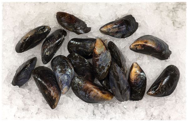 Mussel from 영국 supplied by OCEAN FISH CO - Fresh (=Chilled=Raw) 냉동 홍합