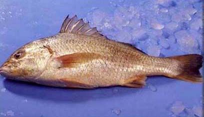 Frozen Whole White Snapper Fish from 파키스탄 supplied by Maritime Fisheries - Frozen 냉동 스내퍼