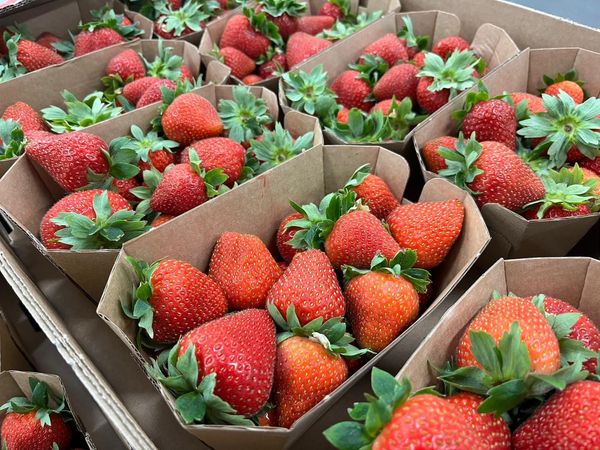 Strawberry from 영국 supplied by D. & F. MCCARTHY LTD - 밝은 빨간색 신선 딸기