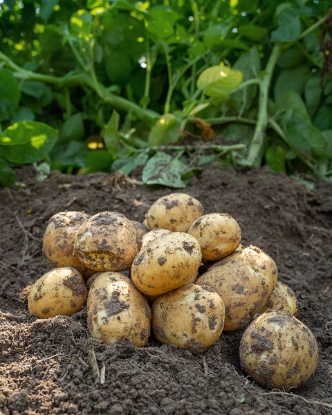 Potatoes from 미국 supplied by Eagle Eye Produce - King Russet 신선 일반 감자