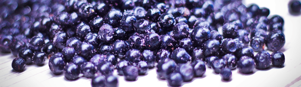IQF Blueberries from 보스니아-헤르체고비나 supplied by Herbos Nature Ltd. - Conventional 신선 블루베리