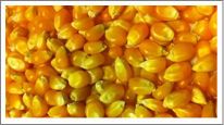 Maize from 인도 supplied by Royal Agro Foods - For Food 옥수수