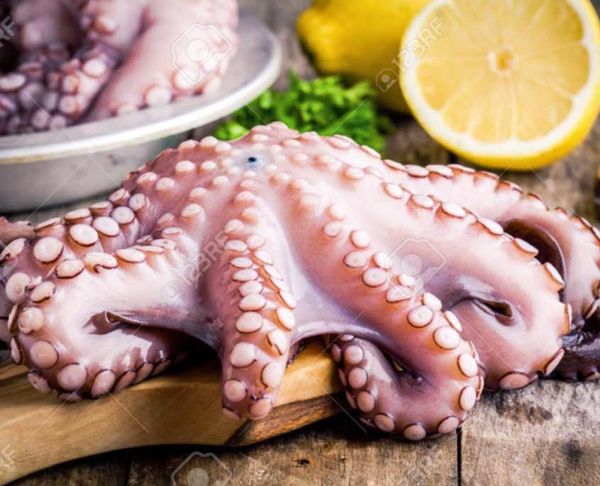 Fresh Octopus from United States supplied by Monarch Trading - Fresh (=Chilled=Raw) Frozen Octopus