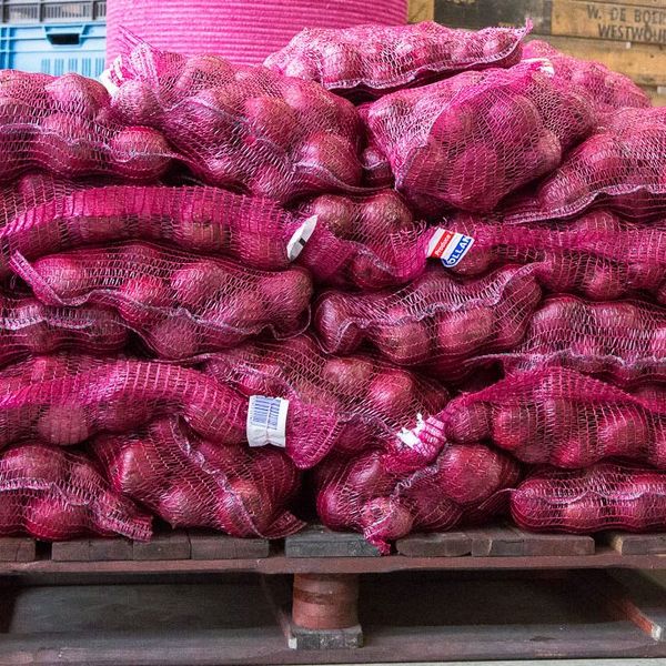 Red Beet from Netherlands supplied by De Boer Westwoud - Red Beets Fresh Beetroot